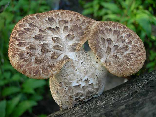 Funghi e vegetazione invasiva